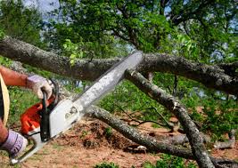 Charlotte, TX Tree Services Company