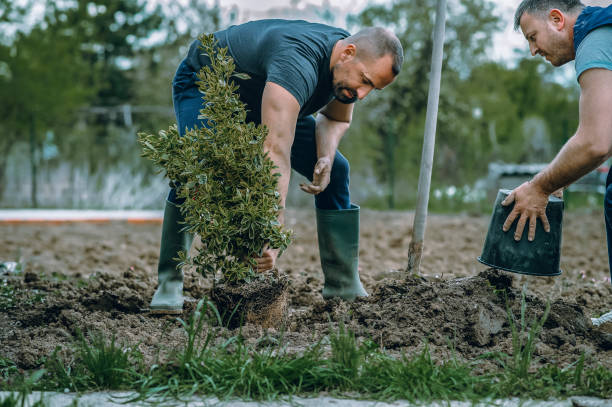 How Our Tree Care Process Works  in  Charlotte, TX